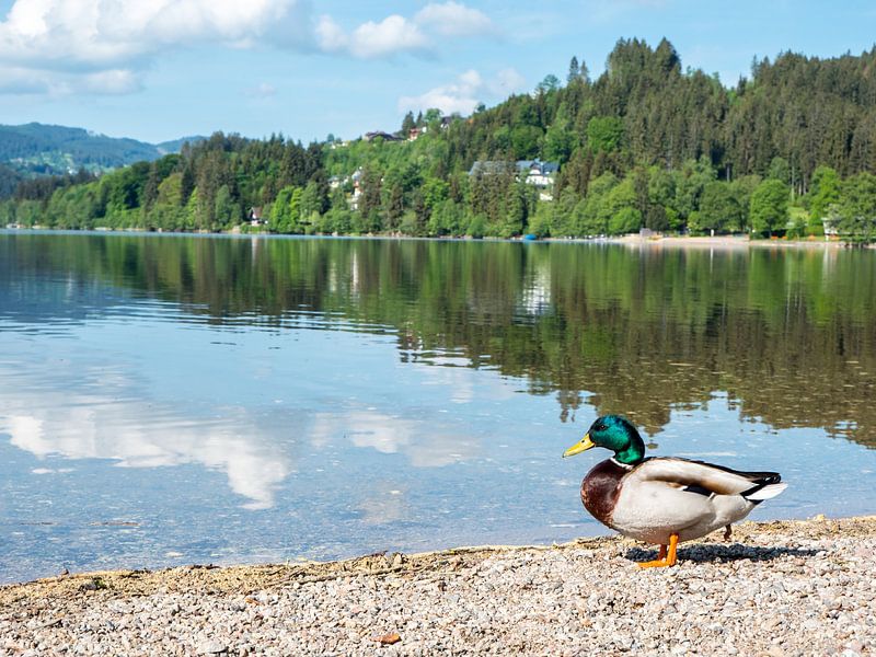 Mallard at the Titisee in the Black Forest by Animaflora PicsStock