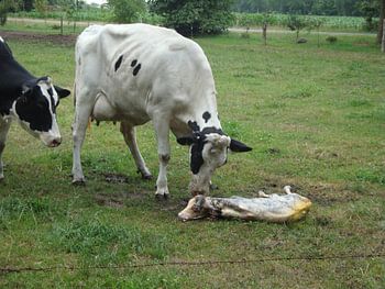 kalfje geboren