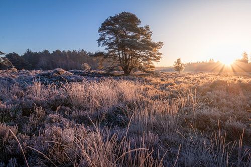 Sunrise Bakkeveen heathland winter
