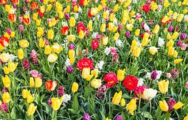 gele en rode tulpen op de bollenvelden in de keukenhof