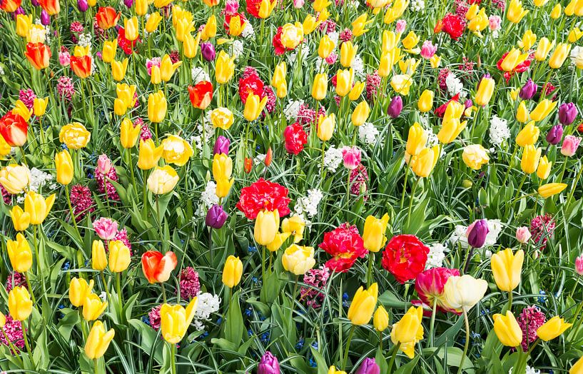 Field of tulips in yellow and red in the park the keukenhof in Lisse Holland by ChrisWillemsen