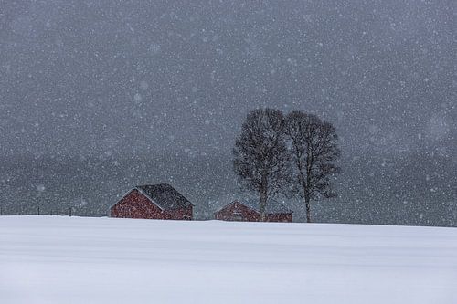 Rote Hütte am Fjord von Klaas Doting