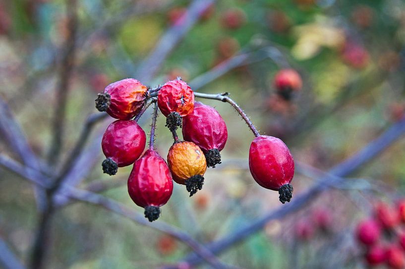 Wild, red rose hips in the warm autumn light by Silva Wischeropp