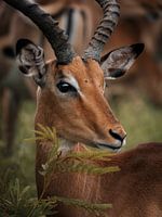 Impala africain dans les buissons