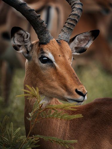 Impala africain dans les buissons sur Ian Schepers