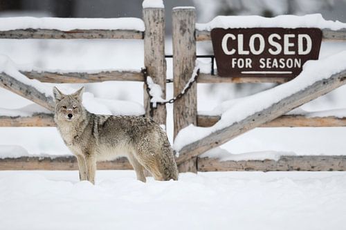 Coyote ( Canis latrans ) standing in front of a wooden gate, closed for winter season, funny situati