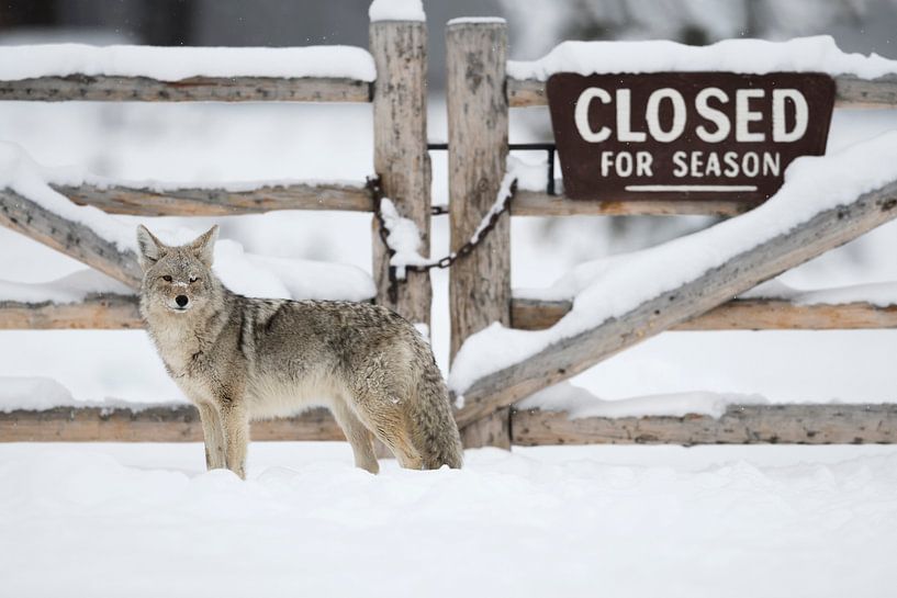Kojote ( Canis latrans ), Wildtier, steht vor einem verschlossenen Tor, Gatter mit dem Hinweis " van wunderbare Erde