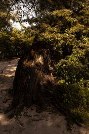 Bonsai op het strand van SPIRIT OF NATURE - Chris Lindhout