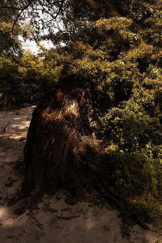 Bonsai am Strand