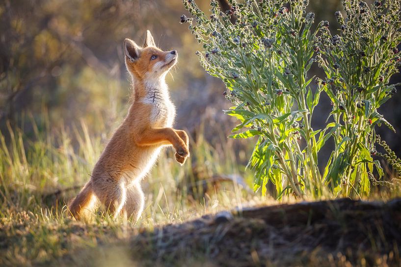 junger Fuchs von Pim Leijen