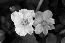 The first flowers in the Emsland garden by Bianca Meyering Fotos - BMF