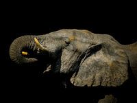 Afrikaanse olifant portrait