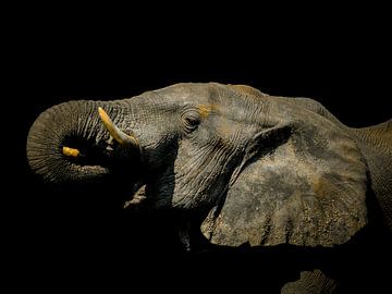 Afrikaanse olifant portrait van Omega Fotografie