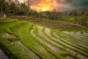 Rizières en terrasses fraîches et vertes à Bali, Indonésie sur Fotos by Jan Wehnert