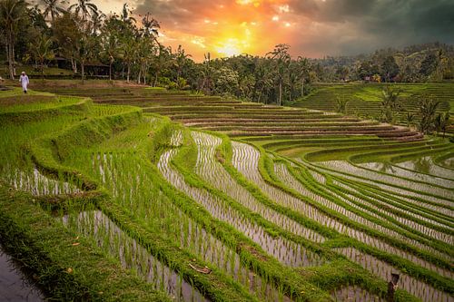 Frisgroene rijstterrassen op Bali, Indonesië