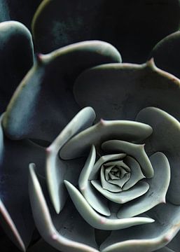 DARKSIDE OF SUCCULENTS XVI-A by Pia Schneider