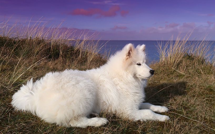 Samoyed van Bo Valentino