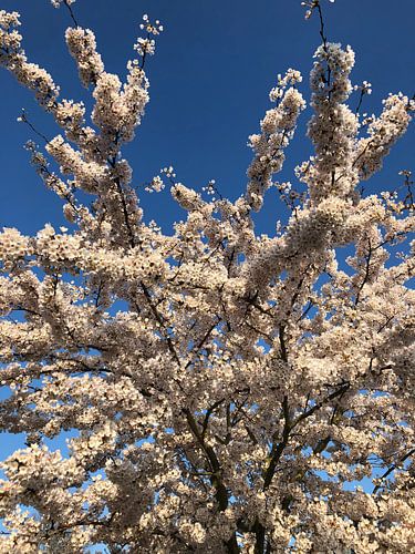 Lente sur Marcel Ter Horst