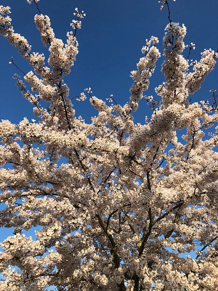 Lente by Marcel Ter Horst