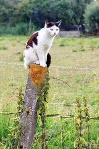 Kat op een paal