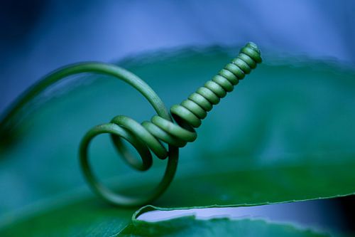 Macro Bloemen met knoop