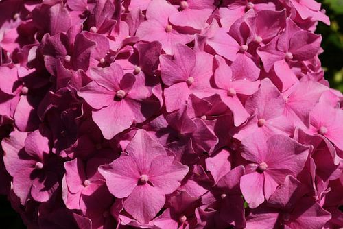 Roze hortensia