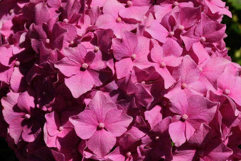 Pink hydrangea by Bennie Eenkhoorn