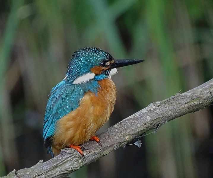 IJsvogel. par Robert Moeliker