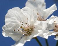 kersenbloemen
