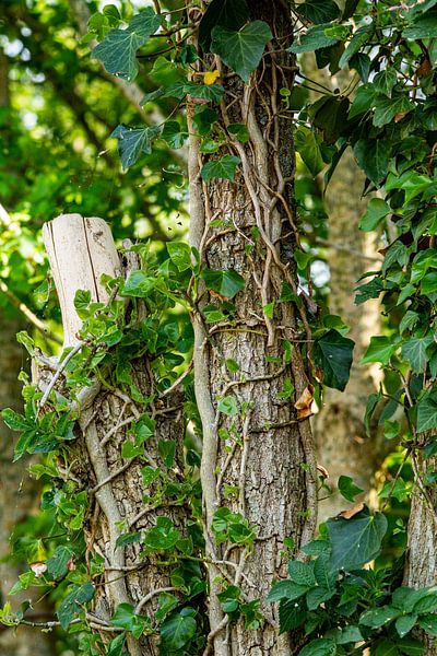 Baum mit Efeu umwickelt von Margriet Hulsker