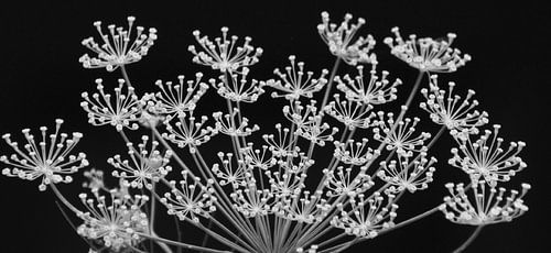 Fenouil noir et blanc sur Niek Traas