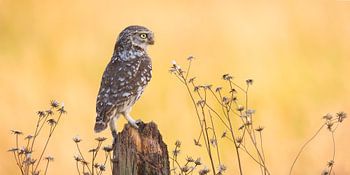 Steenuil in ochtendlicht.