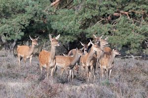 Gruppe Rothirschweibchen von Merijn Loch