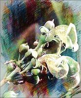 Orchideenknospe-Zeichnung