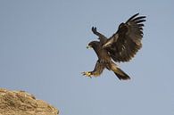 Bastaardarend (Aquila clanga) landend op een rots van Beschermingswerk voor aan uw muur thumbnail