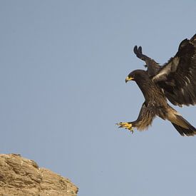 Bastaardarend (Aquila clanga) landend op een rots van Beschermingswerk voor aan uw muur