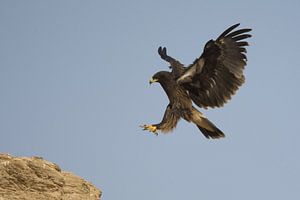 Bastardadler (Aquila clanga) bei der Landung auf einem Felsen von Beschermingswerk voor aan uw muur