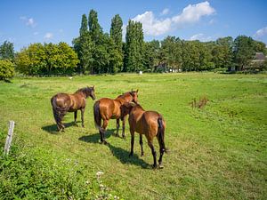 Mer Baltique - Chevaux à Ahrenshoop