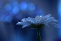 Raum-Träume ..., Juliana Nan