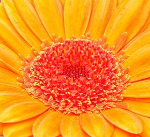 Gerbera