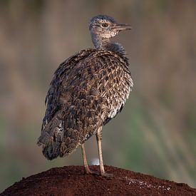 Das stattliche Moorhuhn in der Savanne von Lex van Doorn