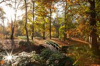 Zonnestralen in het herfst bos Zeist van Peter Haastrecht, van thumbnail