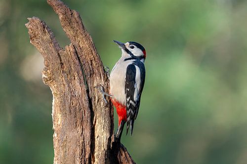 Grote bonte specht in de ochtendzon