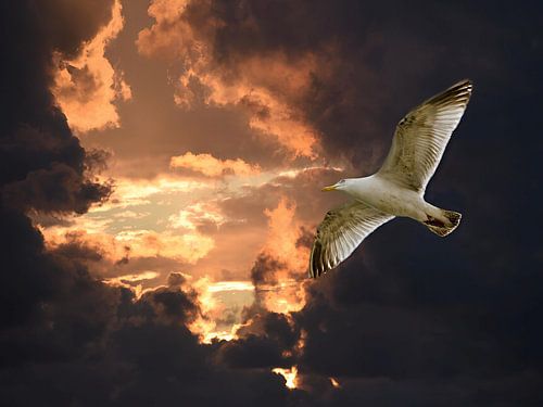 Eine Möwe bricht durch die Abendwolken von Hans Levendig (lev&dig fotografie)