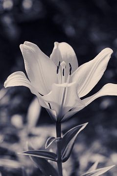 Lilie schwarz weiß von C. Nass