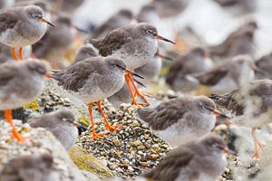 Redshanks resting during high tide