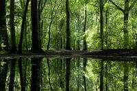 Reflections from trees