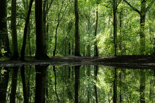 Réflexions sur les arbres