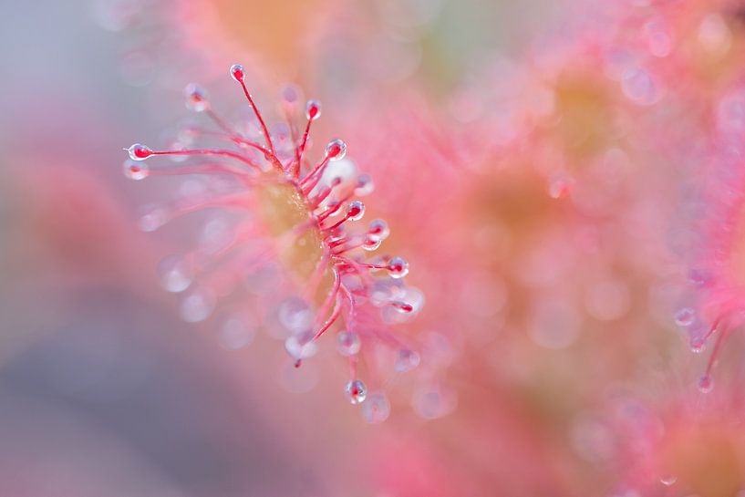Sundew, sticky magnificence by Moetwil en van Dijk - Fotografie