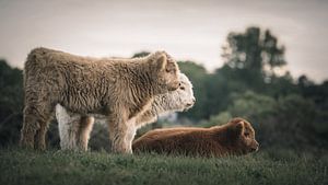 Schottische Hochlandbewohner im Naturschutzgebiet